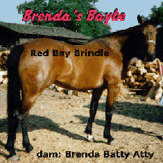 Picture of a Brindle Horse