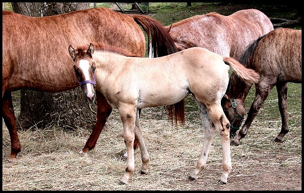 Pictures of Denise Charpilloz's Brindle Horses