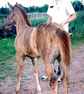 Pictures of Brindle Horses