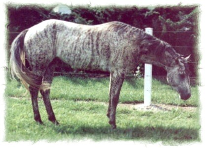 Pictures of Brindle Horses