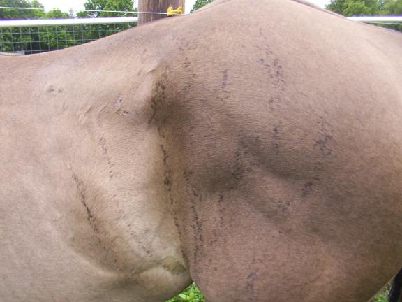 Pictures of Brindle Horses