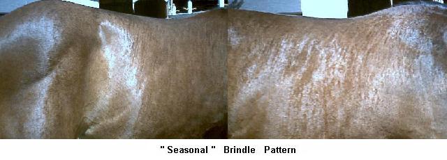 Oneita - Star's grandaughter