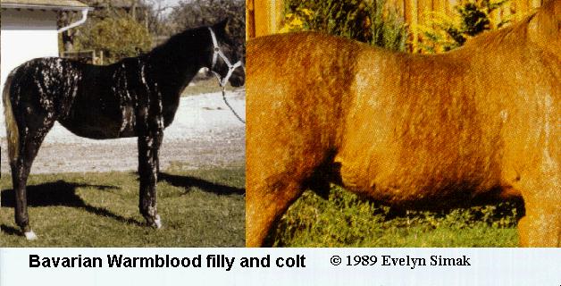 Pictures of the two Bavarian Warmbloods