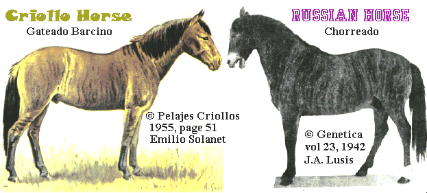 Picture of a Criollo and a Brindle Horse