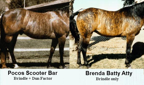 Picture of Pocos Scooter Bar and Brenda Batty Atty