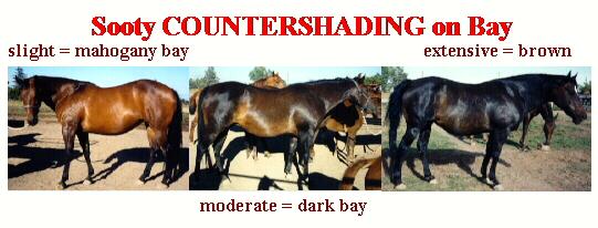 Examples of Countershading on Bay