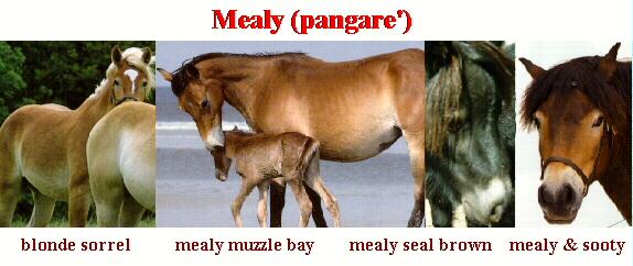 Examples of Mealy Countershading