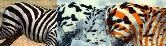 Picture of Zebra and Appaloosa